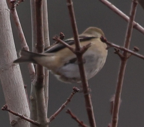 American Goldfinch - ML646256437