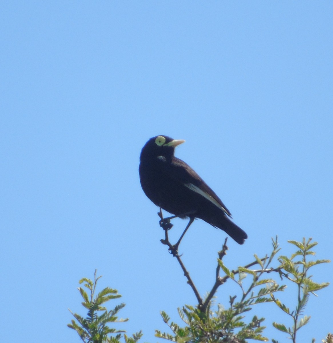 Spectacled Tyrant - ML646256438