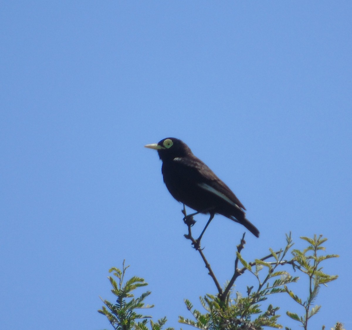 Spectacled Tyrant - ML646256440