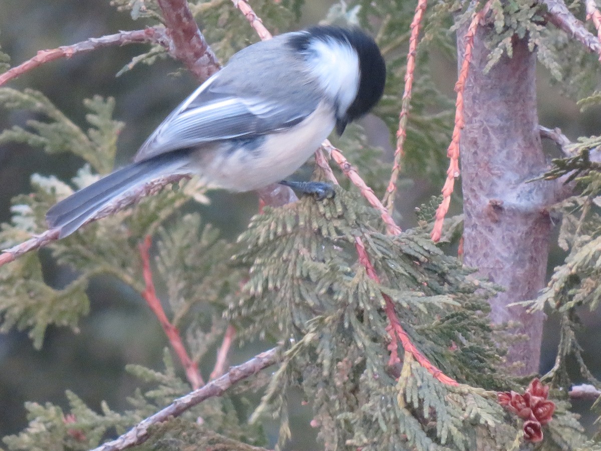 Black-capped Chickadee - ML646256441
