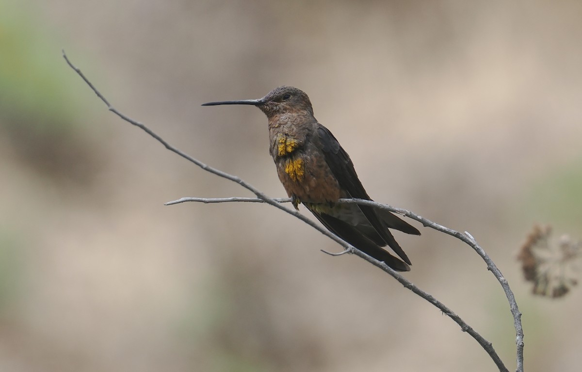 Giant Hummingbird - ML646256448