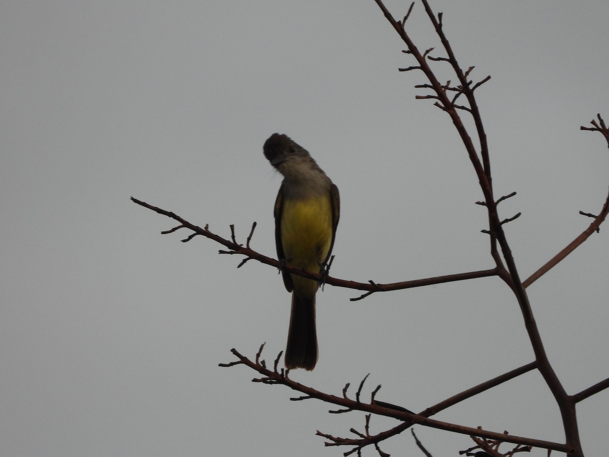 Mottle-backed Elaenia - ML646256450