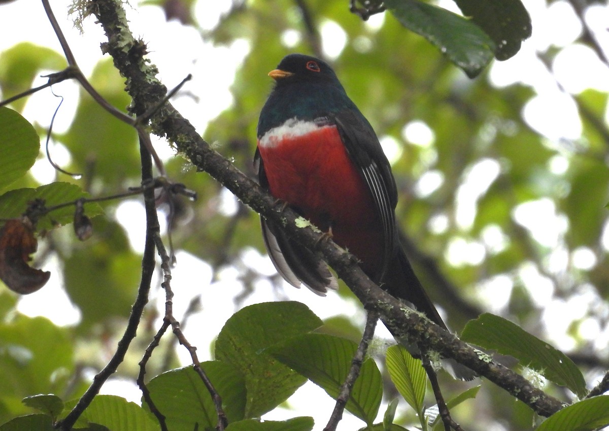 Masked Trogon - ML646256452