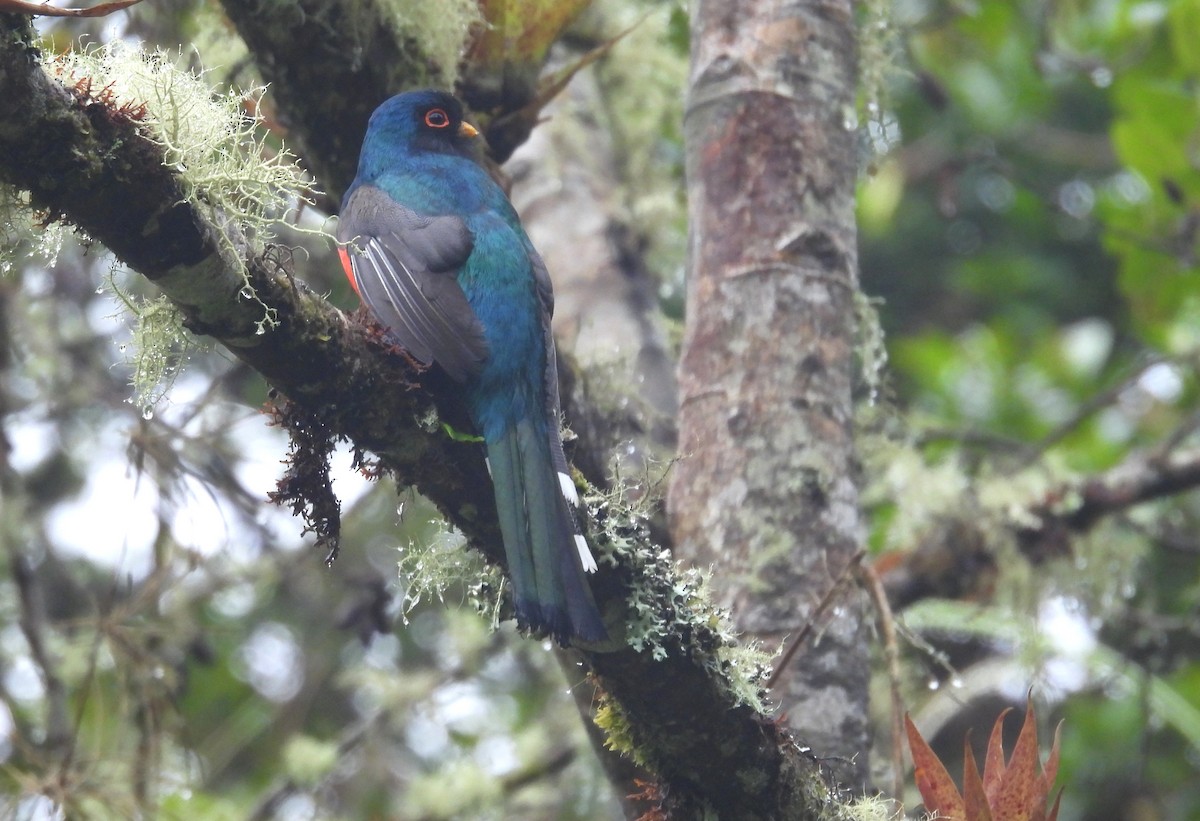 Masked Trogon - ML646256453