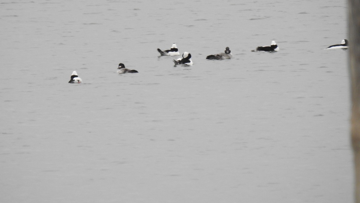 Bufflehead - ML646256460