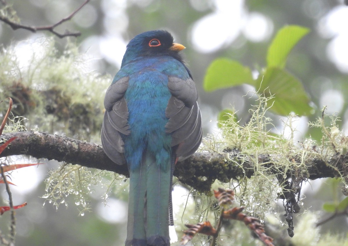 Masked Trogon - ML646256461