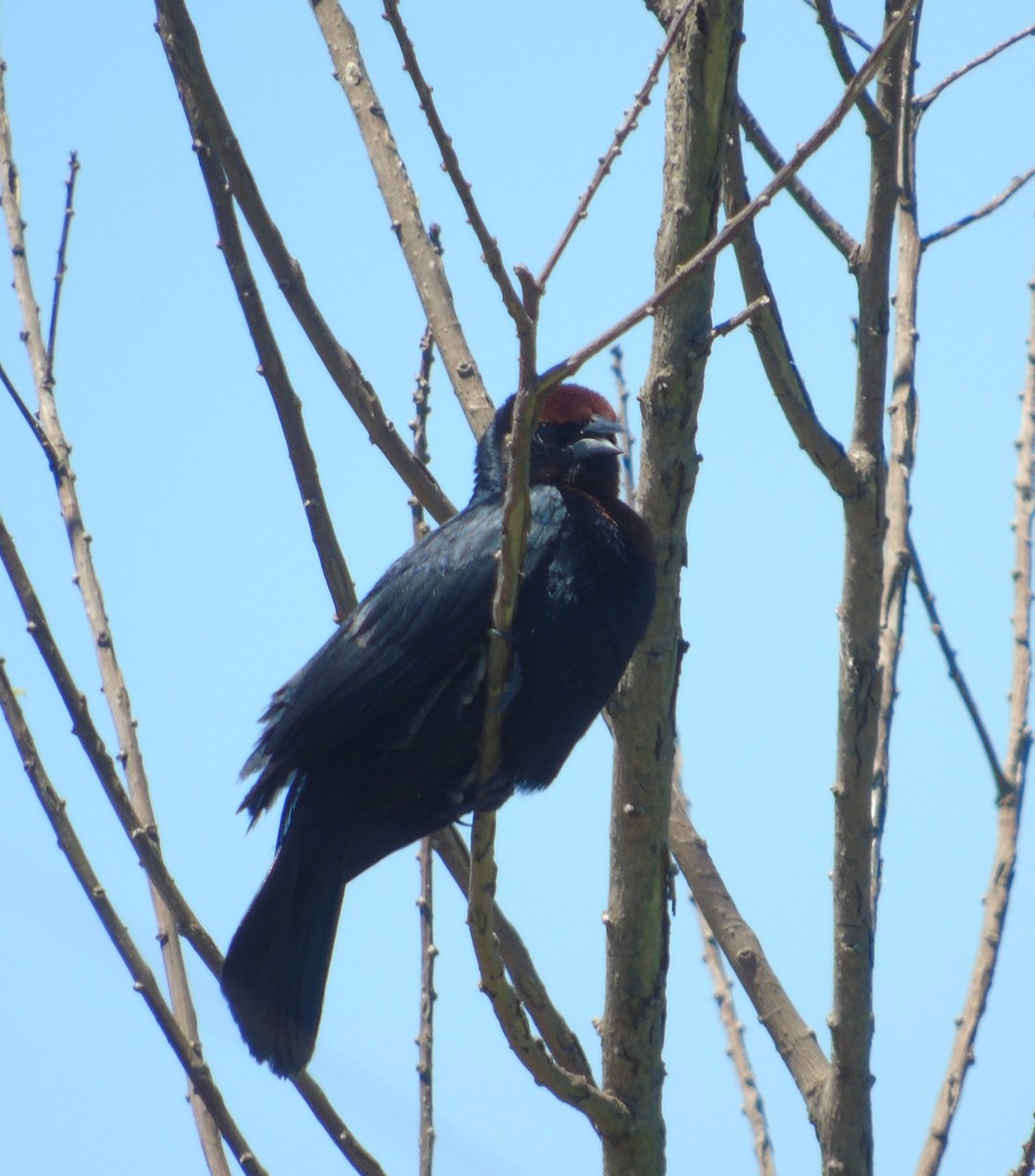 Chestnut-capped Blackbird - ML646256463