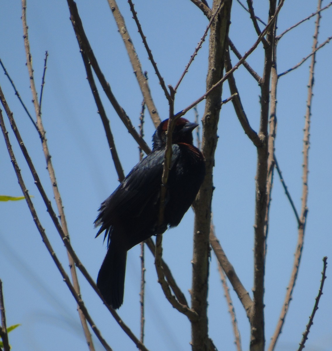 Chestnut-capped Blackbird - ML646256464