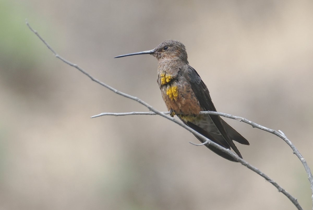 Giant Hummingbird - ML646256465