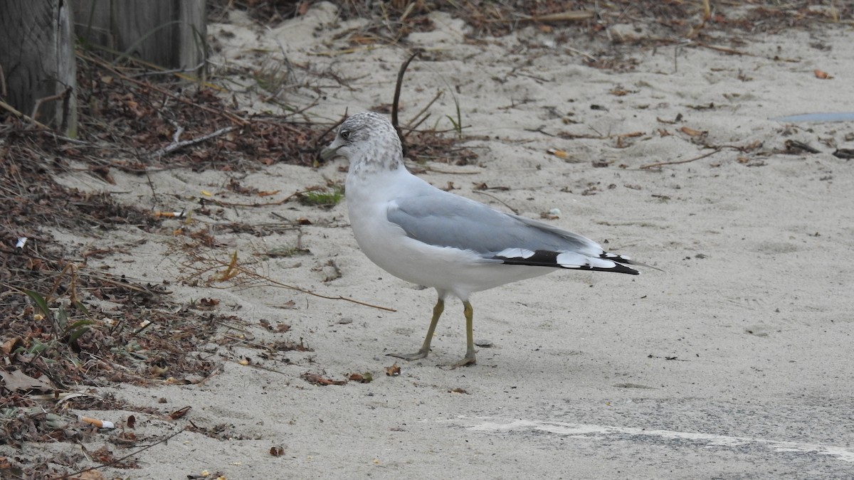 Ring-billed Gull - ML646256466