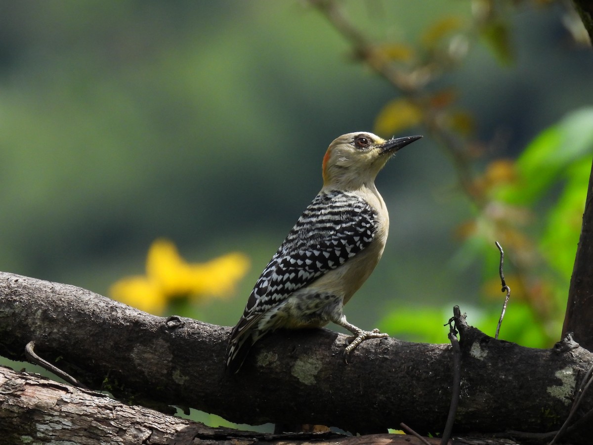 Red-crowned Woodpecker - ML646256467