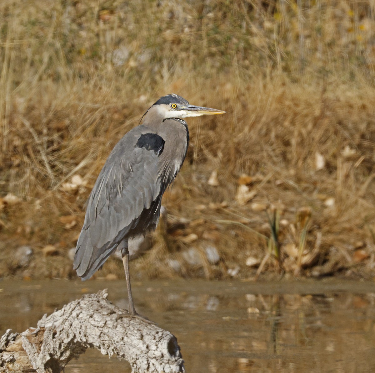 Great Blue Heron - ML646256468
