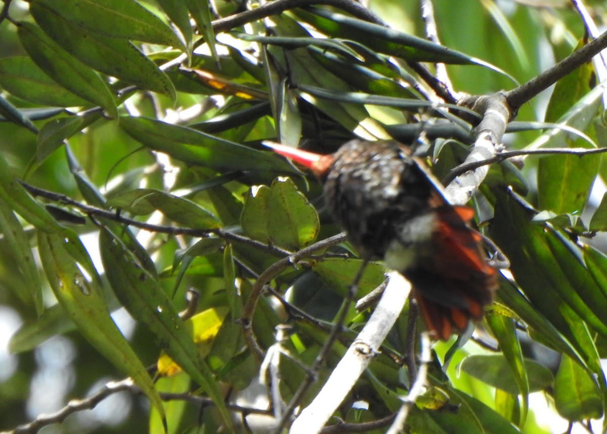 Rufous-throated Sapphire - ML646256469