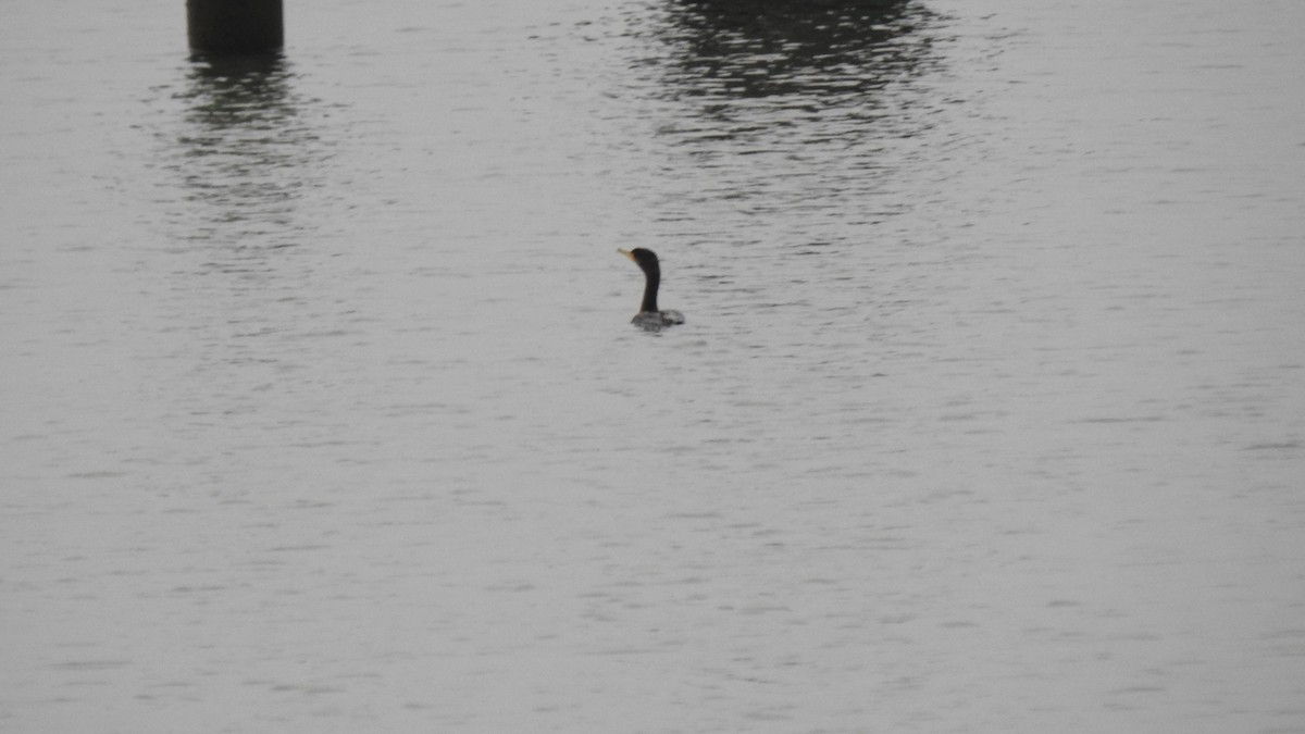 Double-crested Cormorant - ML646256470