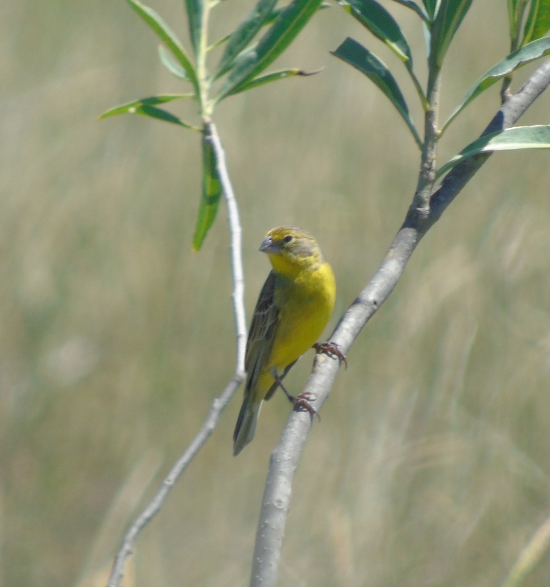 Grassland Yellow-Finch - ML646256472