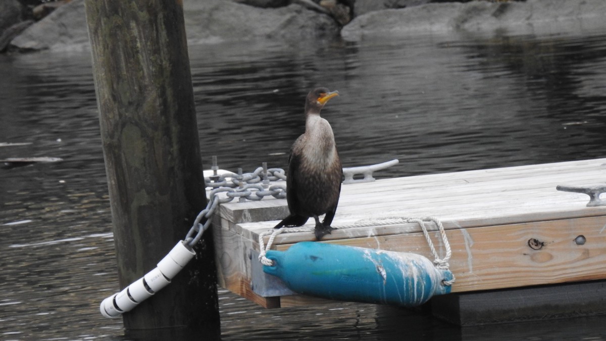 Double-crested Cormorant - ML646256473