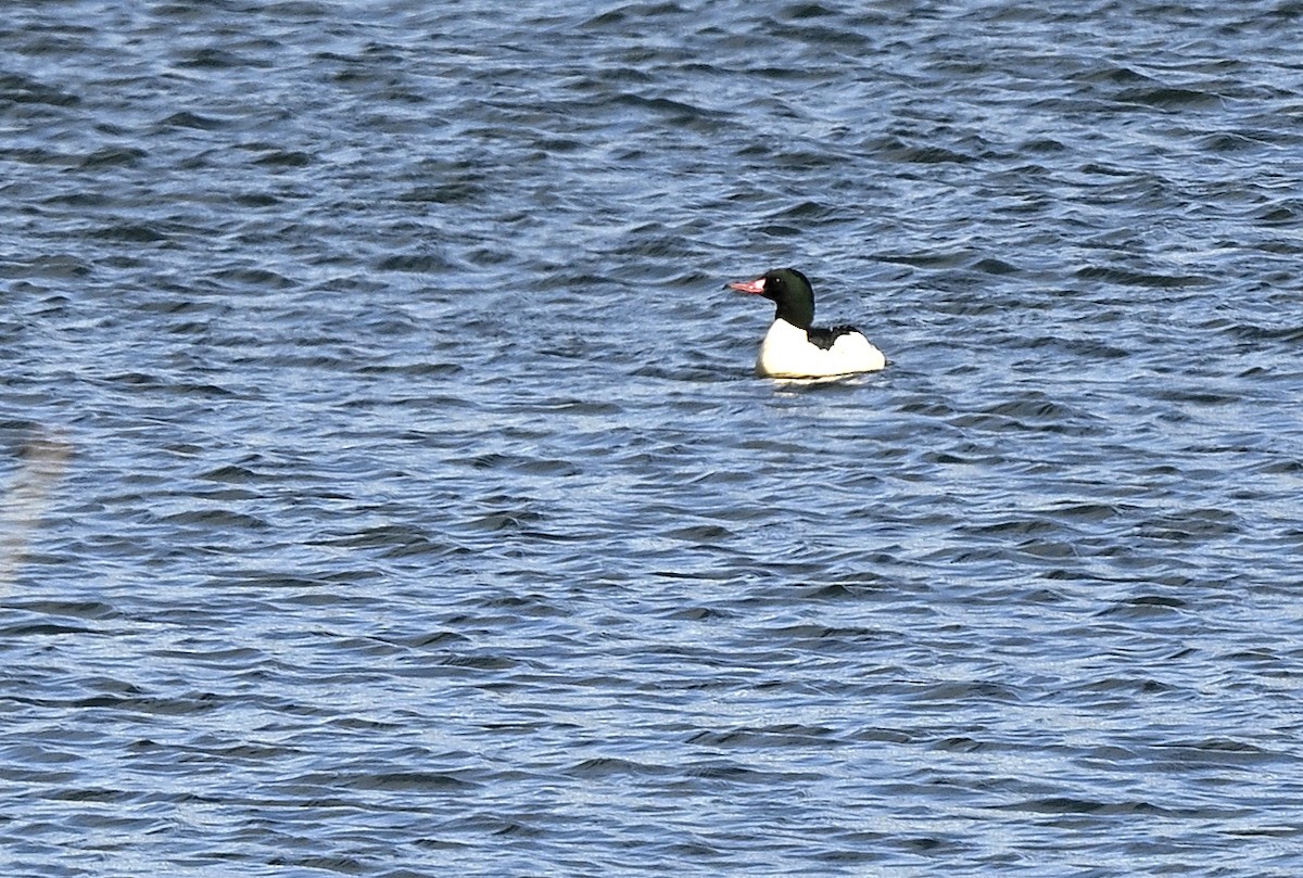 Common Merganser - ML646256474