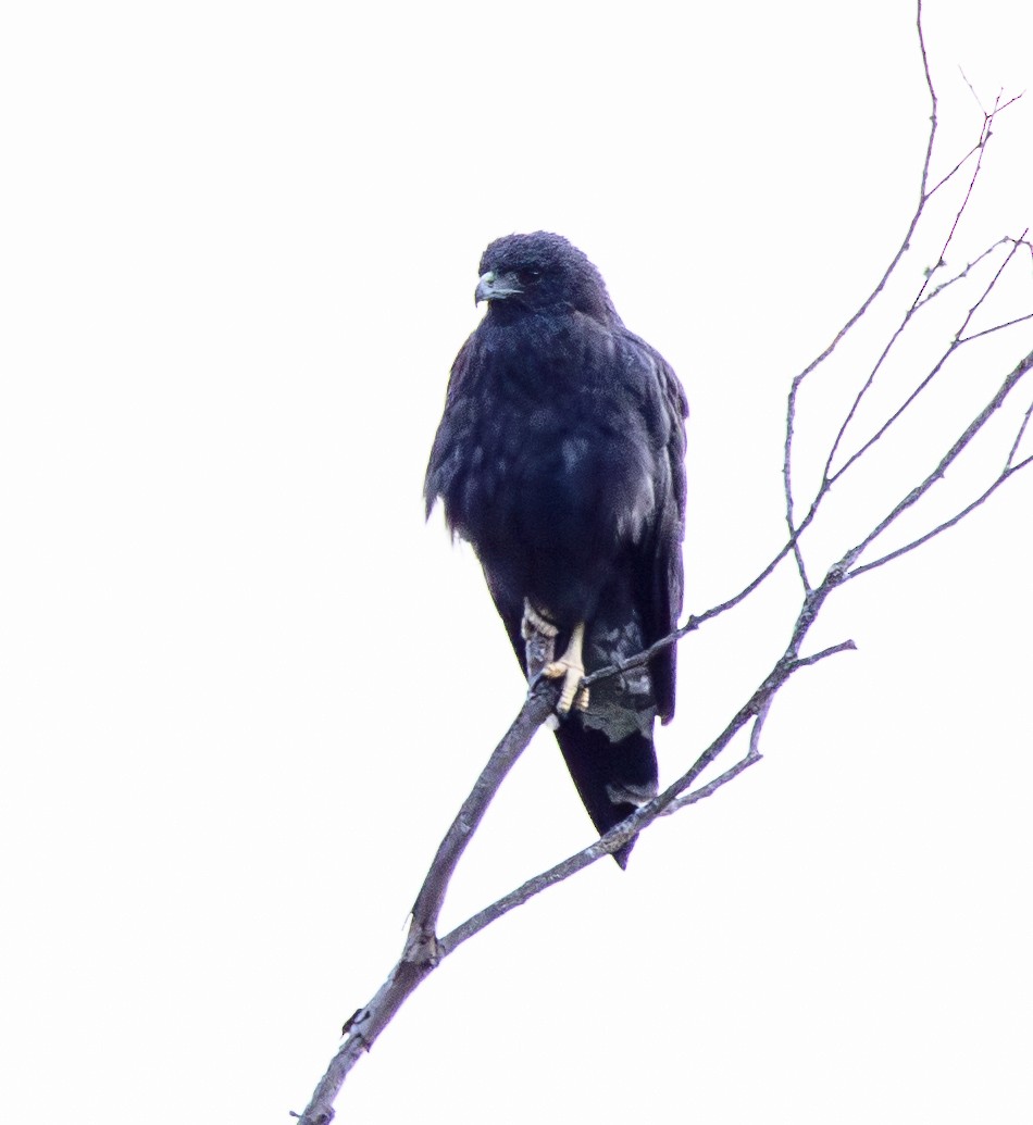 Short-tailed Hawk - ML646256476