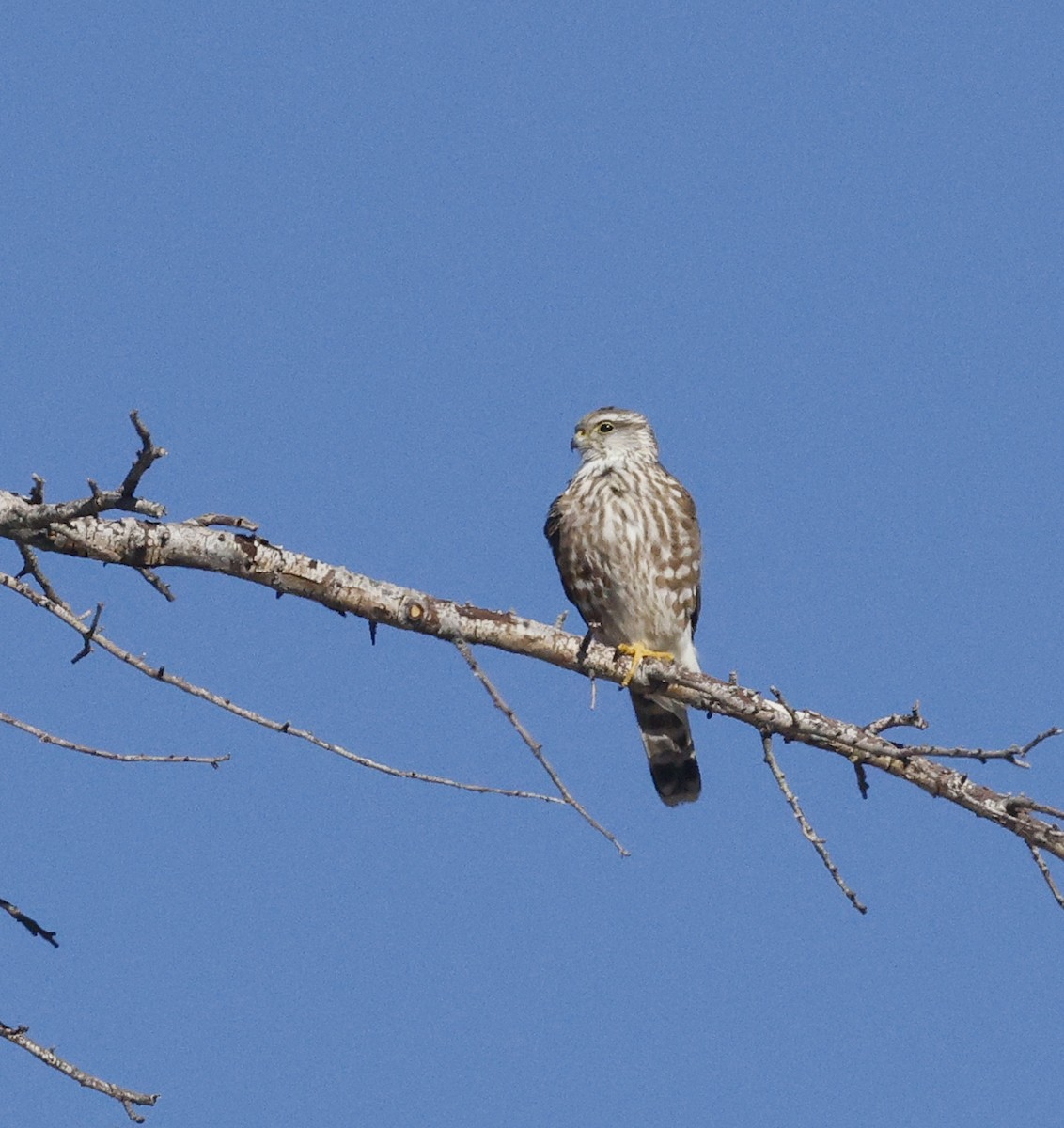 Merlin - ML646256477