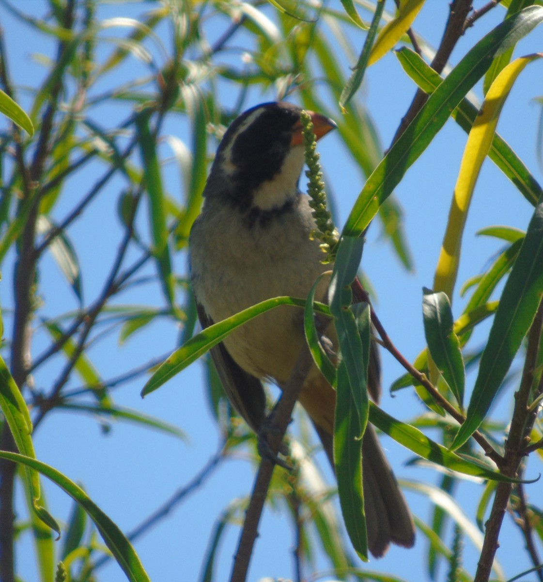 Golden-billed Saltator - ML646256478
