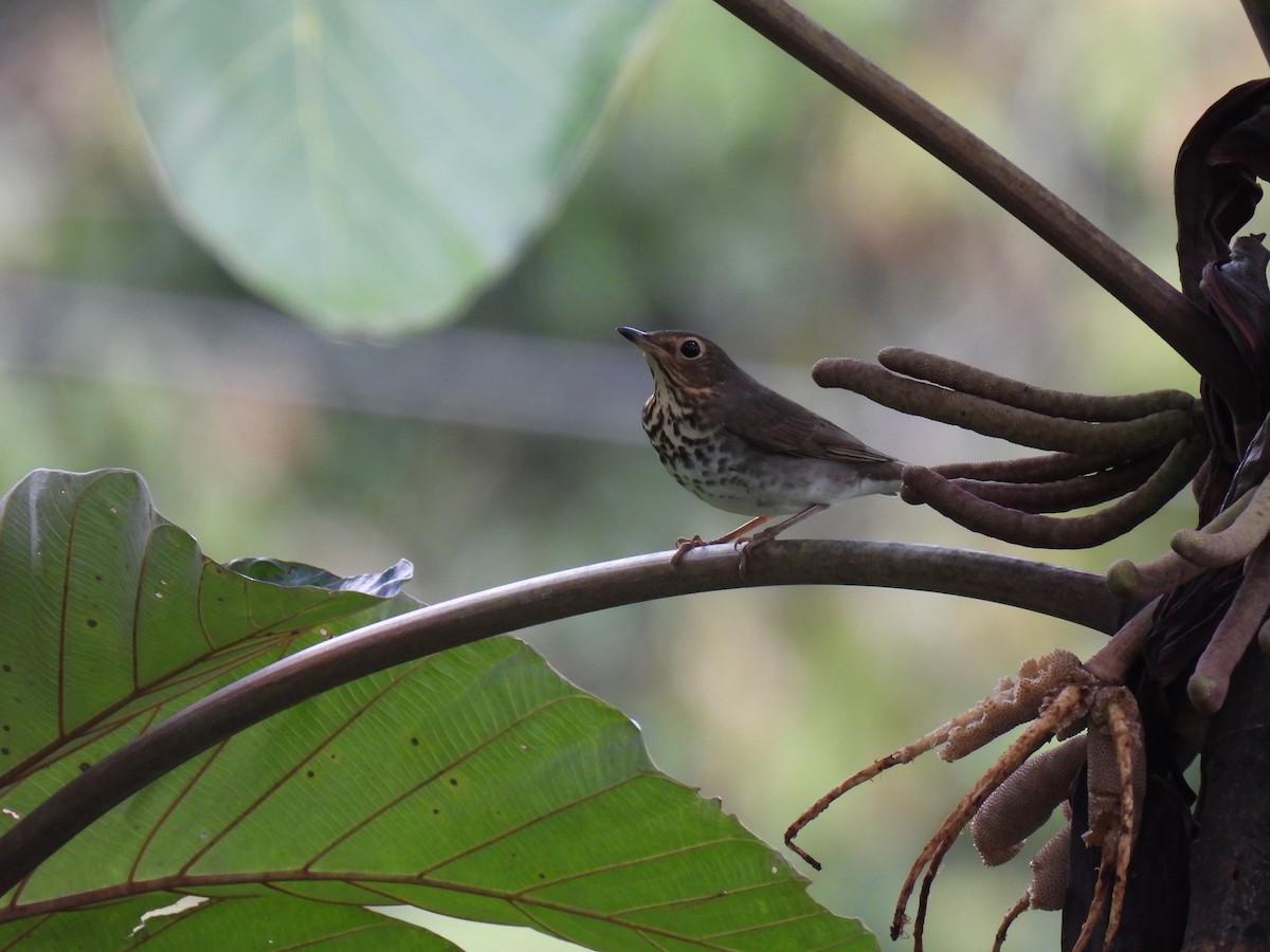 Swainson's Thrush - ML646256479