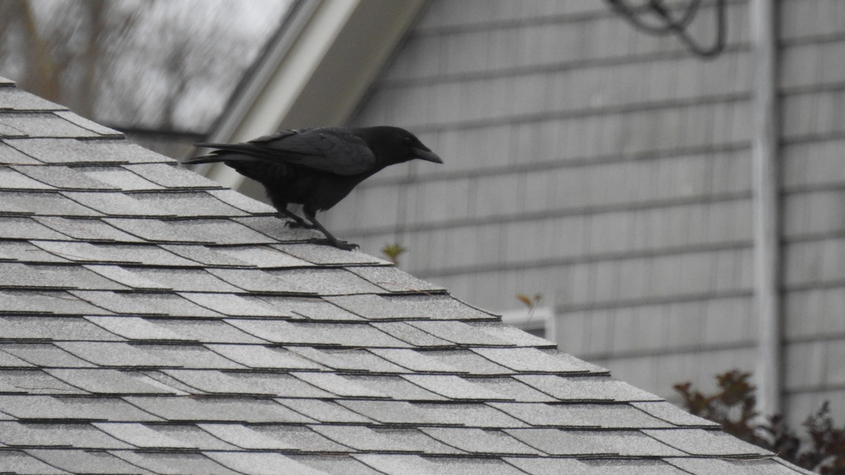 Fish Crow - ML646256480