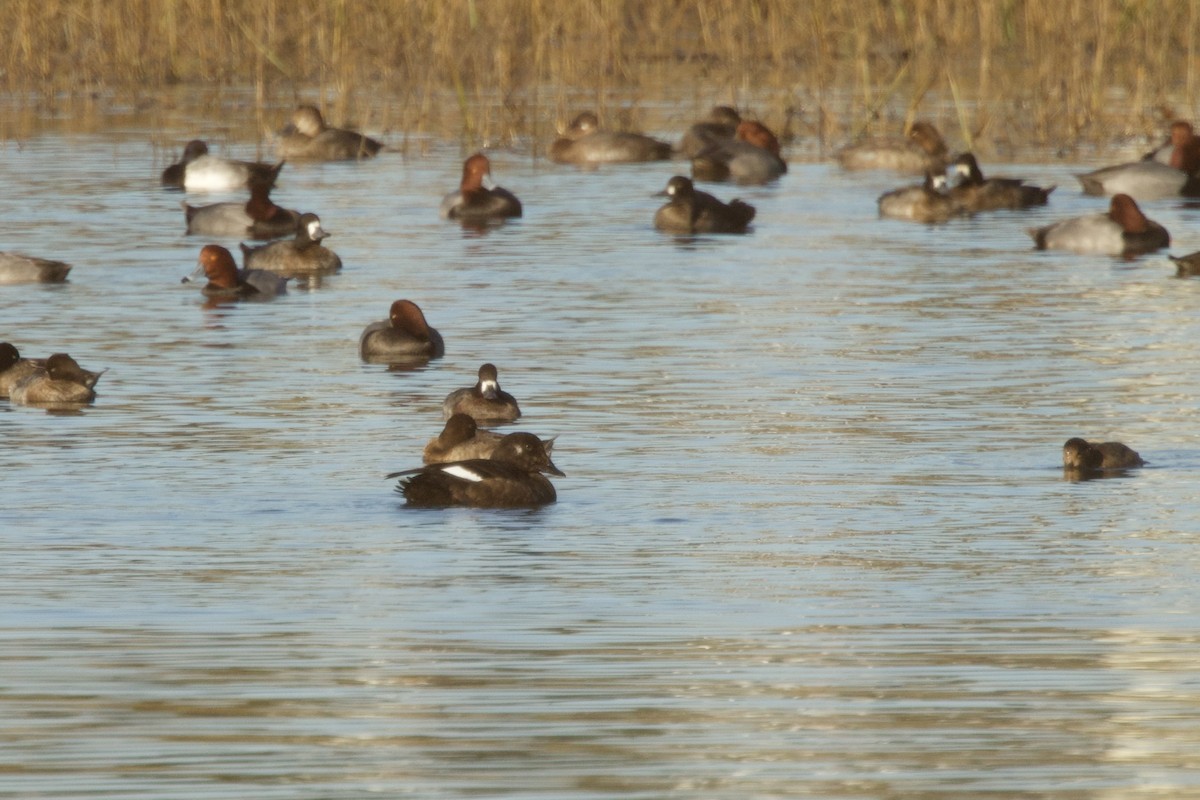 White-winged Scoter - ML646256481