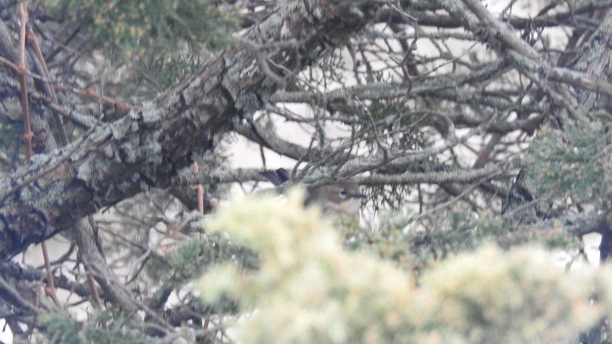 Yellow-rumped Warbler - ML646256484