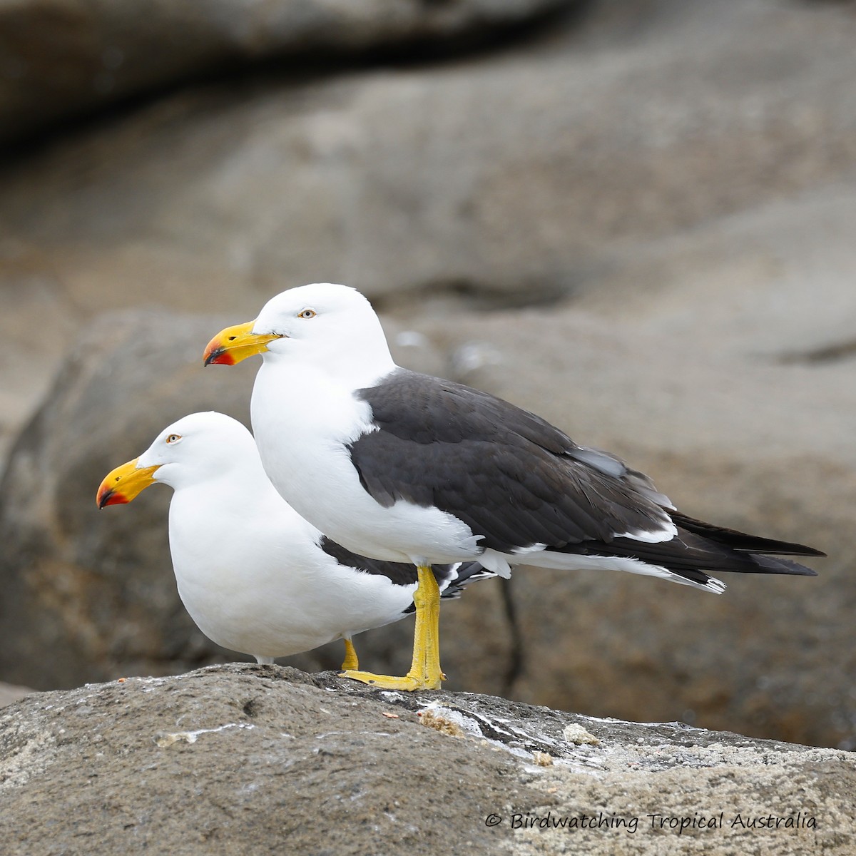 Pacific Gull - ML646256485