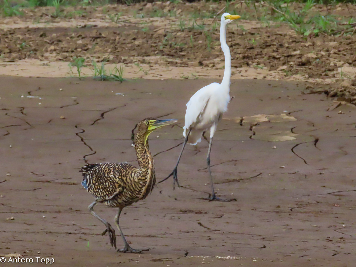 Great Egret - ML646256486