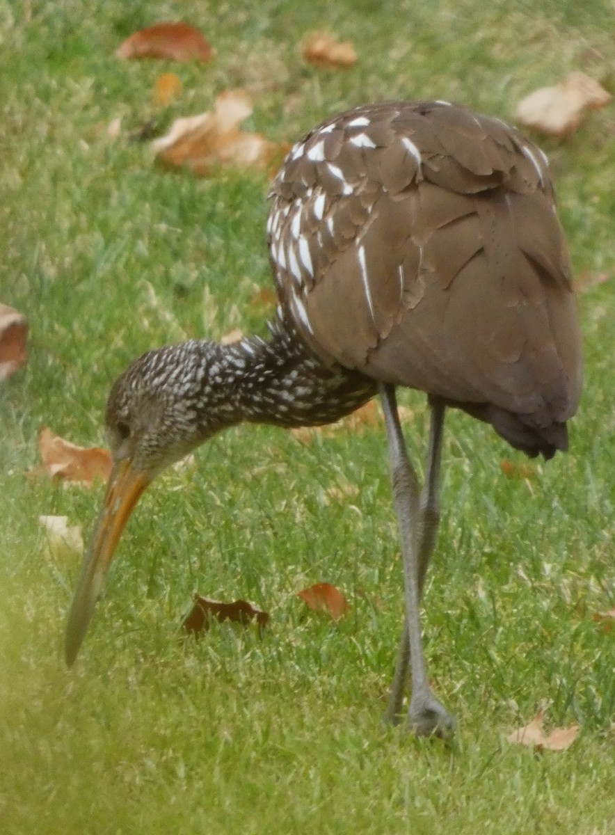 Limpkin - ML646256487