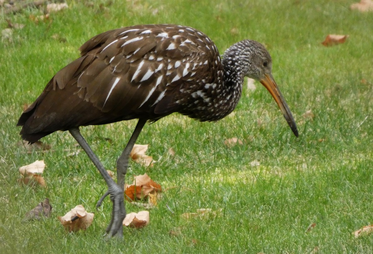 Limpkin - ML646256489