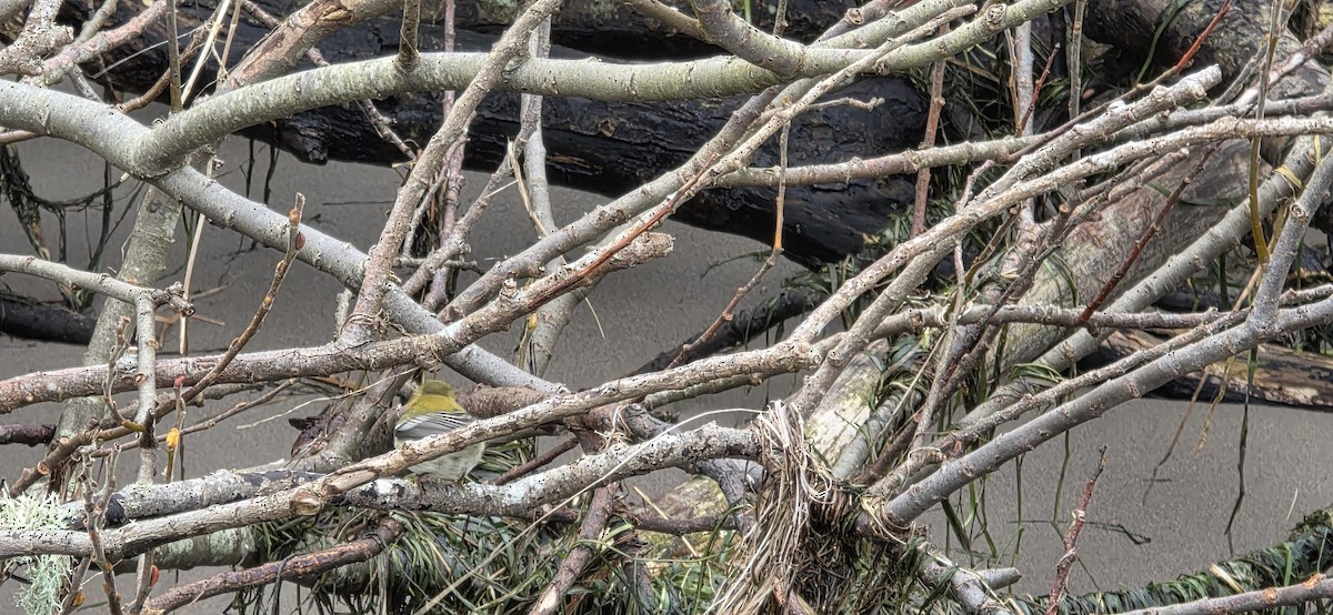 Townsend's Warbler - ML646256491