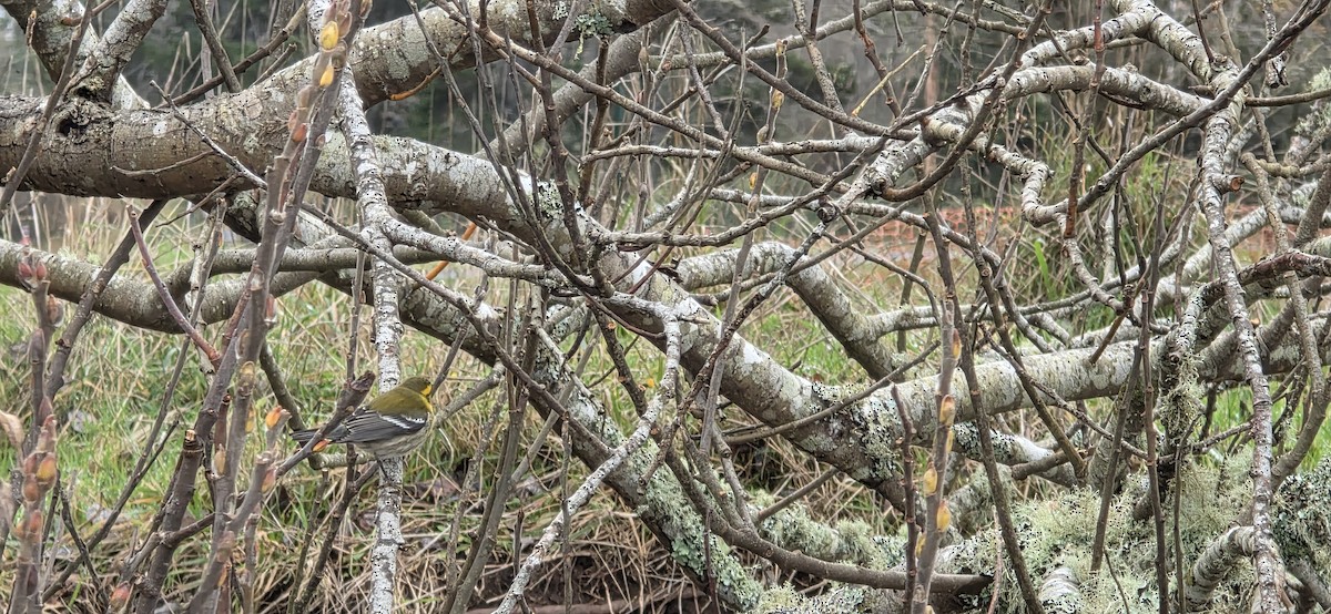 Townsend's Warbler - ML646256492