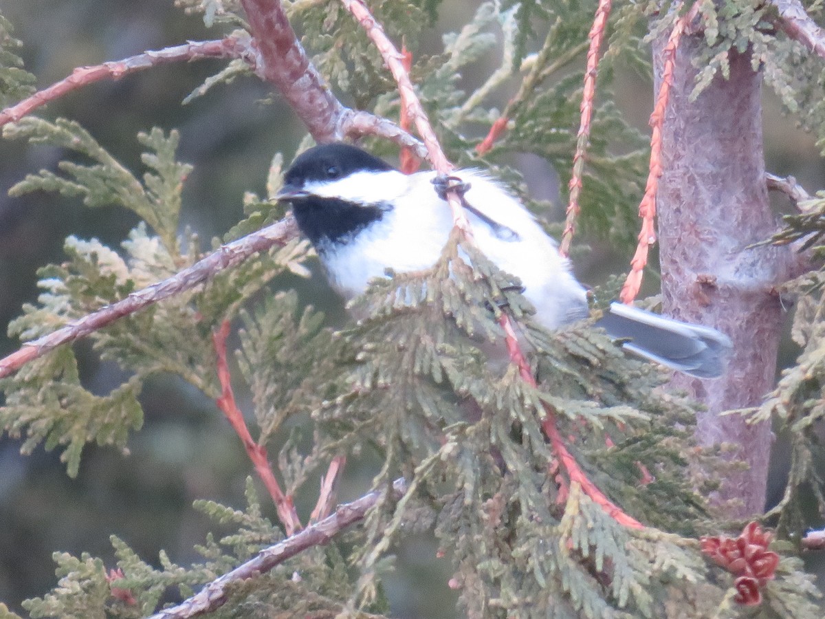 Black-capped Chickadee - ML646256493