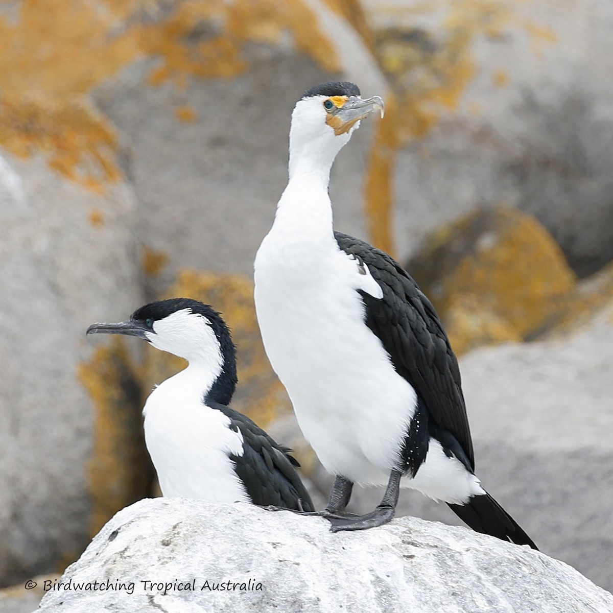 Pied Cormorant - ML646256502