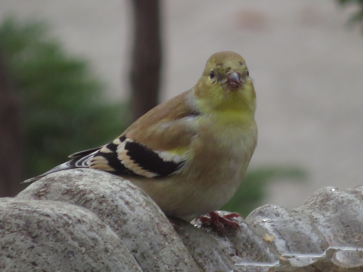 American Goldfinch - ML646256505