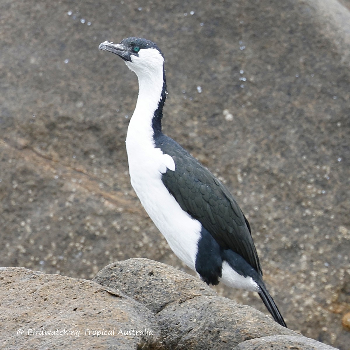 Black-faced Cormorant - ML646256509