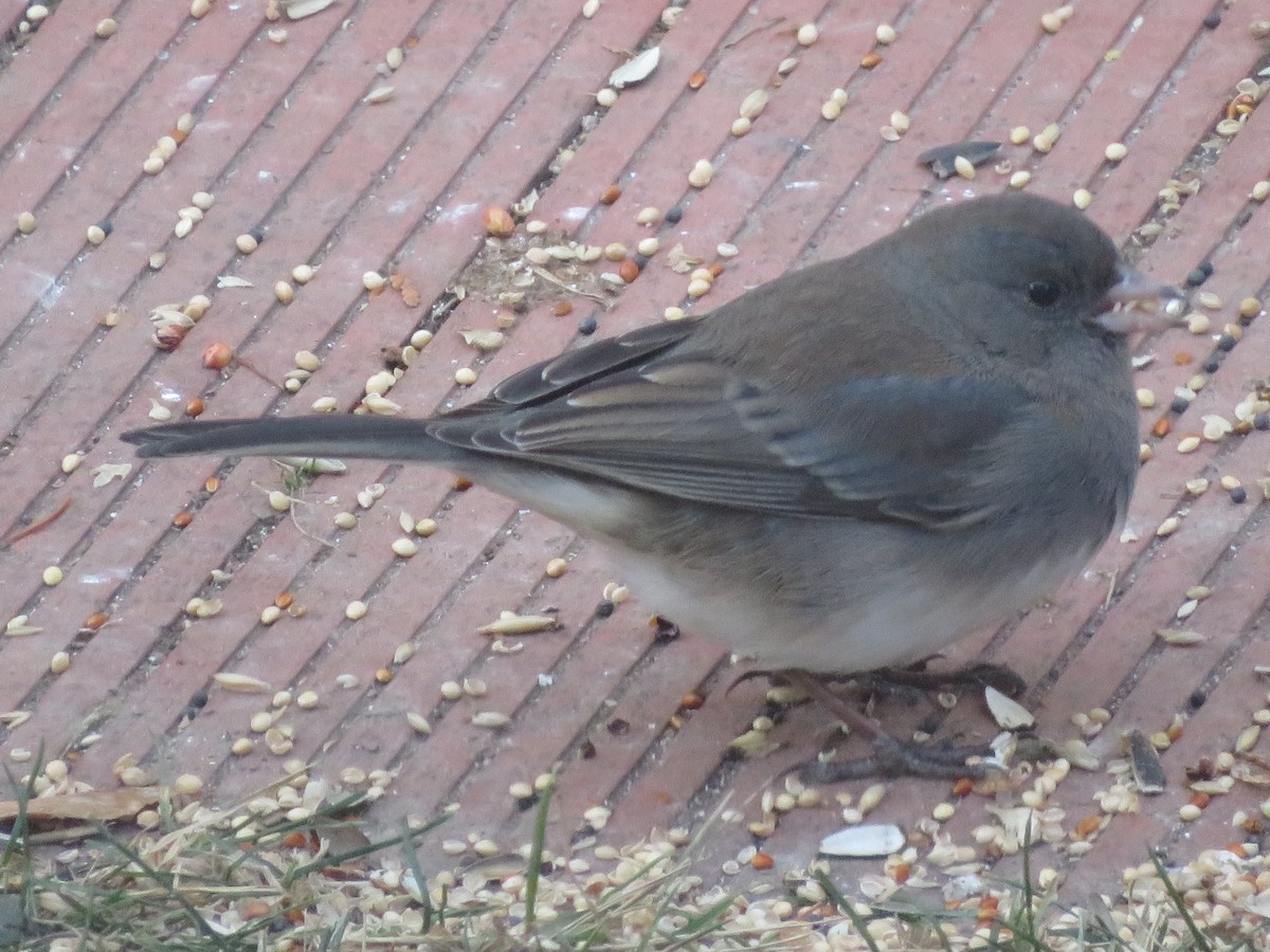 Dark-eyed Junco - ML646256510