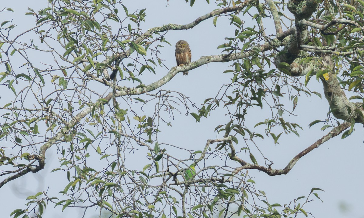 Asian Barred Owlet - ML646256511