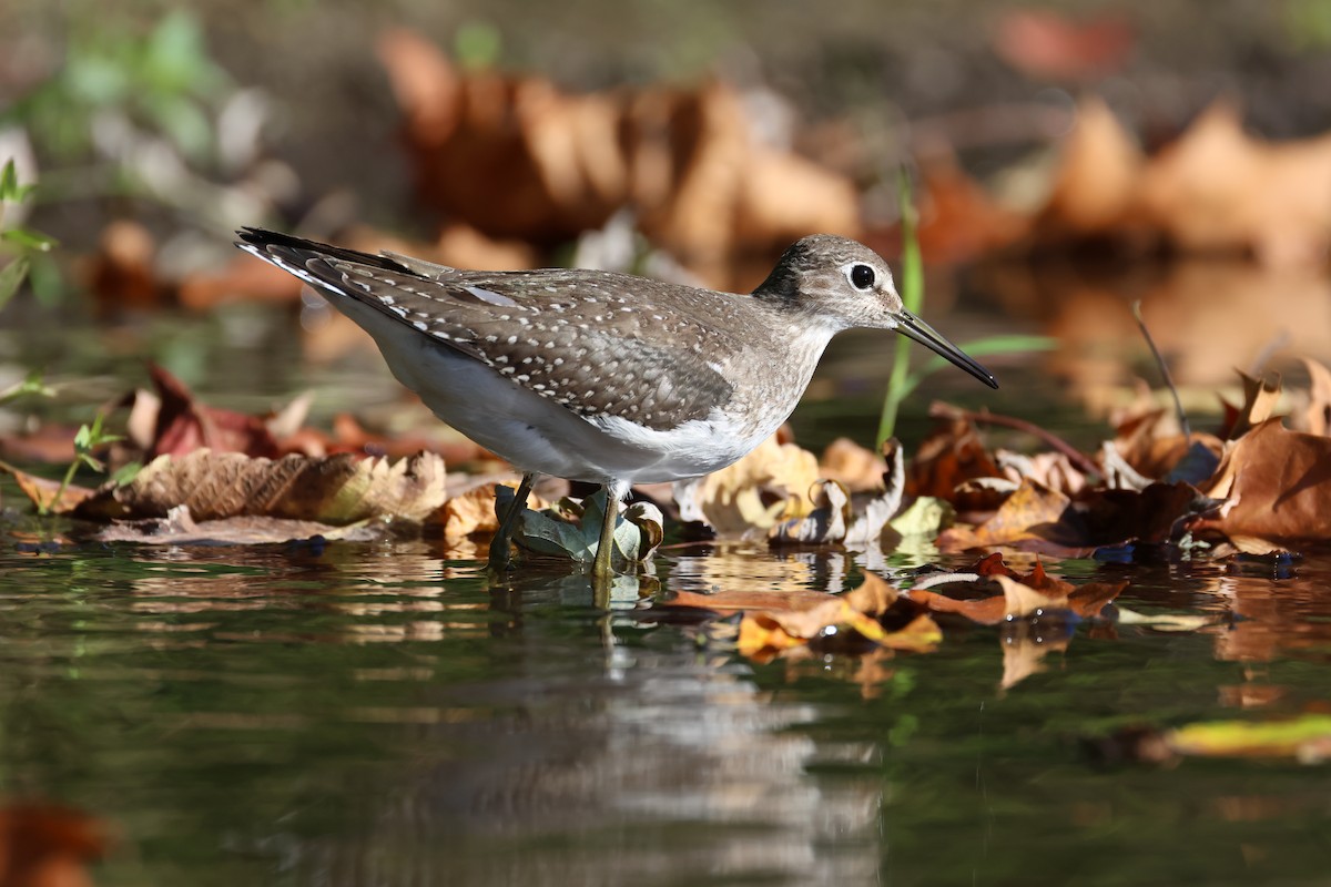Solitary Sandpiper - ML646256522