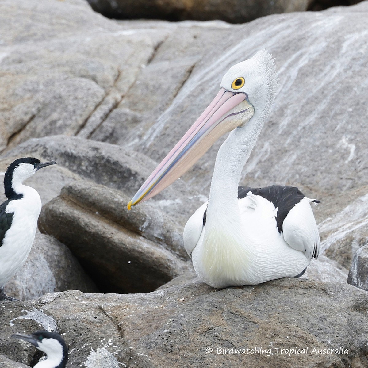 Australian Pelican - ML646256523
