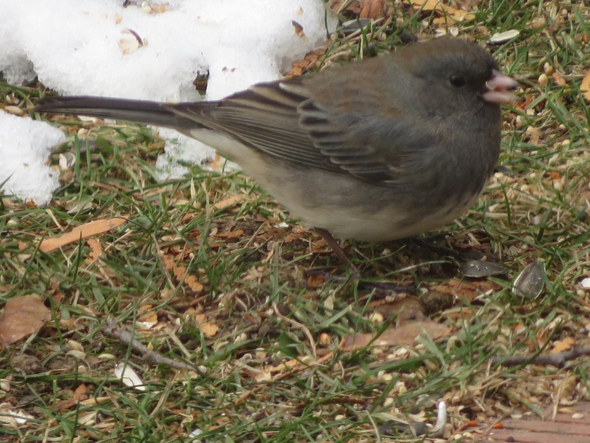 Dark-eyed Junco - ML646256524