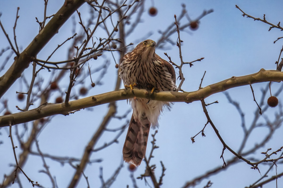 Sharp-shinned/Cooper's Hawk - ML646256526