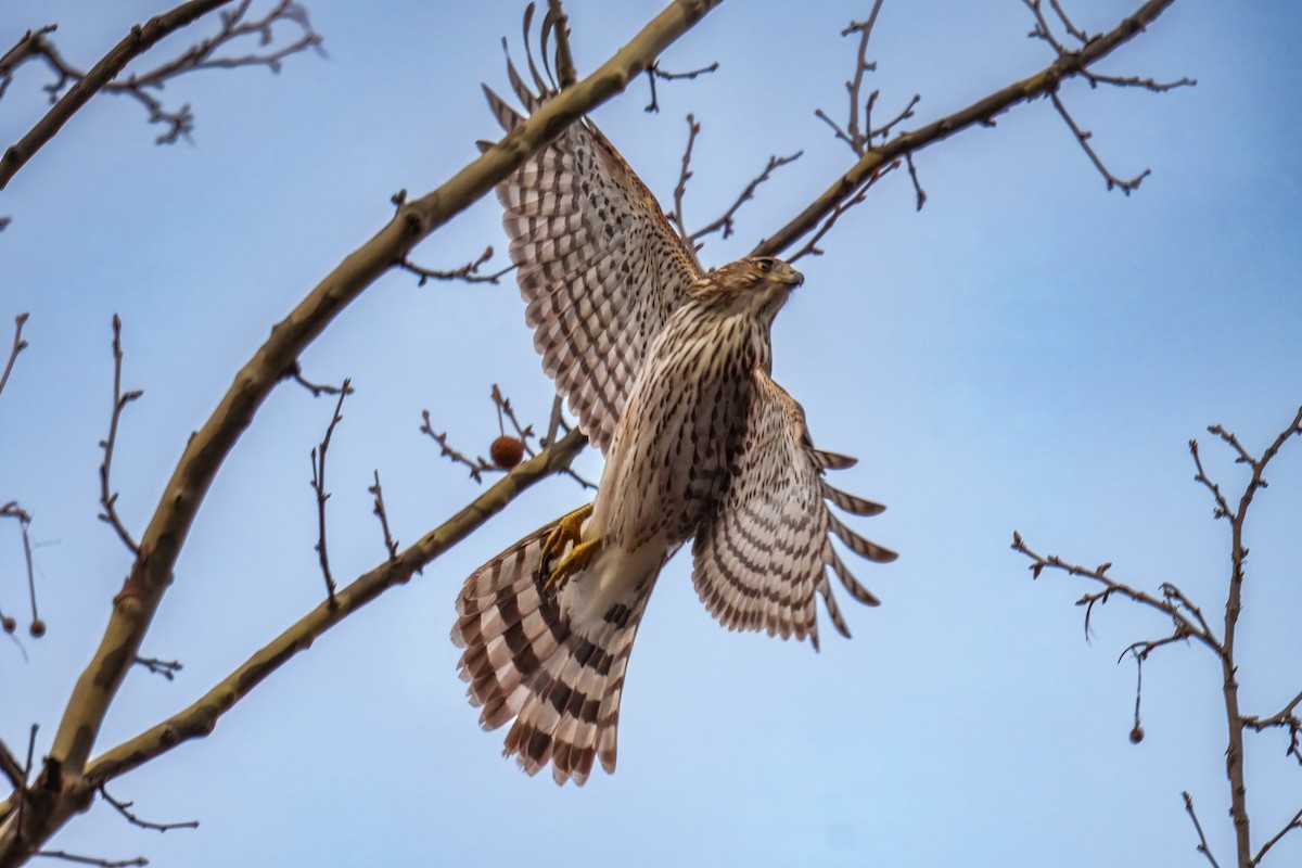 Sharp-shinned/Cooper's Hawk - ML646256528