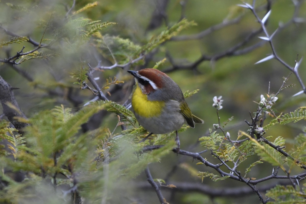 Rufous-capped Warbler - ML646256530