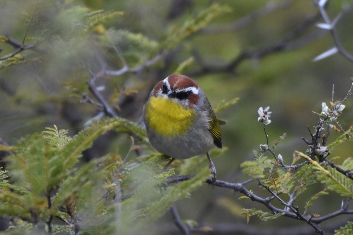 Rufous-capped Warbler - ML646256531
