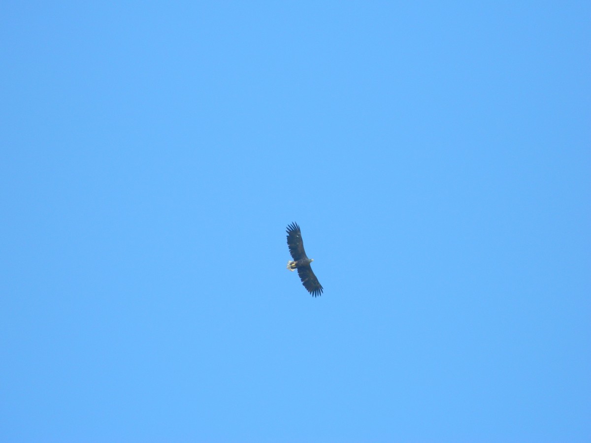 White-tailed Eagle - ML646256533