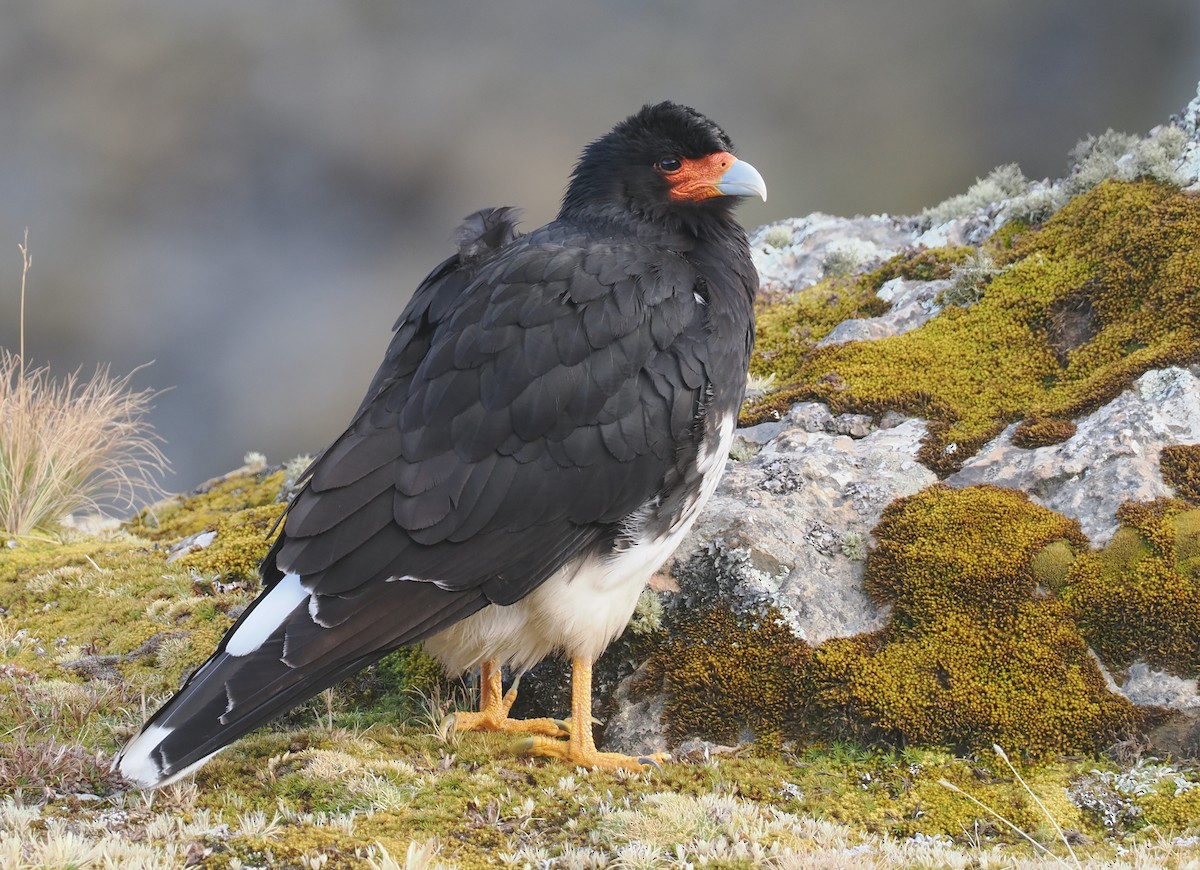 Mountain Caracara - ML646256534