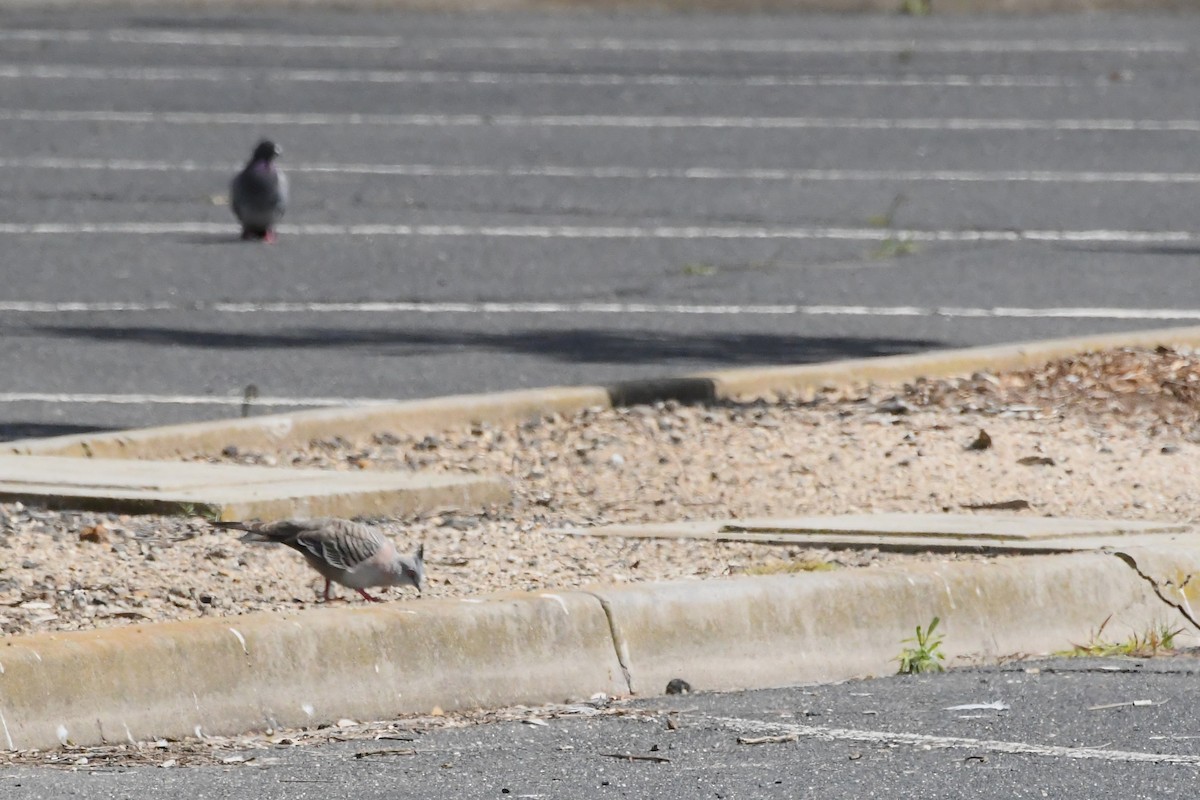 Crested Pigeon - ML646256535